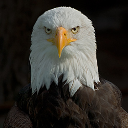 Energy efficiency to fly like an eagle
